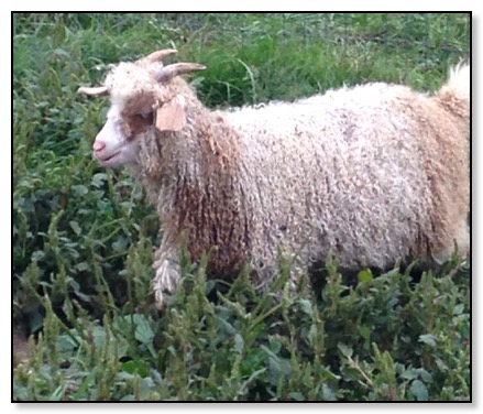 Radha Pinto angora goat